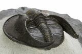 Harpid (Scotoharpes) Trilobite Fossil - Boudib, Morocco #328637-4